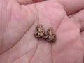 5 Pair Unfinished Blank Wood Cabochon Holidays Halloween Voodoo Doll Wooden Cutout Shapes For DIY Stud Earrings Supplies