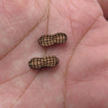 5 Pair Unfinished Blank Autumn Falls Leaves Wooden Nut Nutshell Cabochon Wood Shape Cutouts For DIY Craft Earring Stud